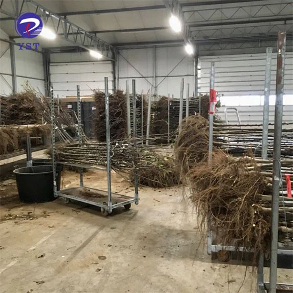 Tsev cog khoom Nursery Plant Transport Cart