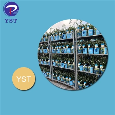 Yuav ua li cas Dutch Trolley tuaj yeem txuag paj lag luam sijhawm thiab nyiaj...