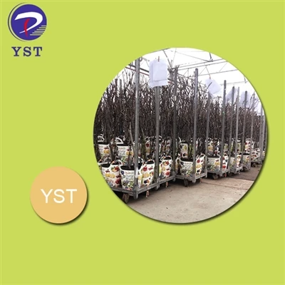 Yog vim li cas Nursery Carts yog qhov tseem ceeb rau txoj kev vam meej saplin...