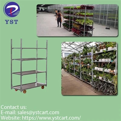 Cov txiaj ntsig ntawm Dutch Trolleys Rau Paj Cog: Kev Ntsuam Xyuas Kom Zoo